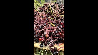 Elderberry toxicity amp ID [upl. by Erinna69]