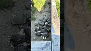 Wood turtles gettin some egg protein tortugaranch turtlelove woodturtle woodturtleenclosure [upl. by Dianemarie71]