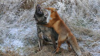 EL PODER DEL ZORRO  Zorro vs Hombre Perro Gato Águila [upl. by Tchao]