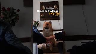 Hands in Challenge with my Eurasier Dog [upl. by Hsuk]