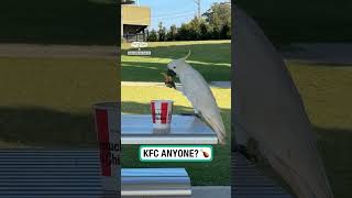 Cheeky cockatoo chomps down on KFC 🍗😂 🎥 Rana Osman via ViralHog [upl. by Urbannai362]