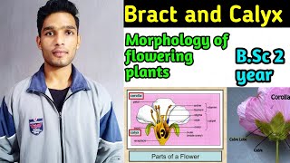 Bract and Calyx  Morphology of flowering plants BSc 2 year [upl. by Elexa]