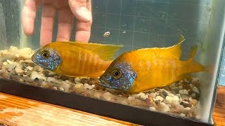 Sunshine Peacock Cichlid • BREEDER SELECTION [upl. by Yaluz452]