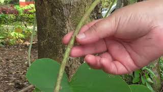 Medicinal Plants Documentary VRIDDHADARU Argyreia speciosa [upl. by Ybreh339]