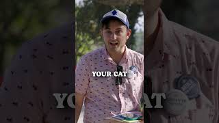 I found a cat tree cats comedy comedian [upl. by Easton]