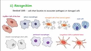 The Inflammatory Response [upl. by Mcgrath]