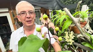 How I care for my Catasetum matogrossense [upl. by Ainnet]