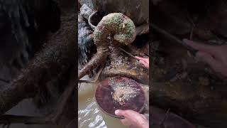 the discovery of pure gold stuck in the roots of a scary tree 😱😱 [upl. by Ireva]