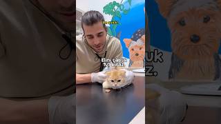 Hissing Cat SO CUTE 😆 [upl. by Davilman985]