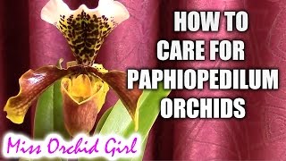 How to care for Paphiopedilum orchids  watering fertilizing reblooming [upl. by Euhsoj]