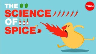 The science of spiciness  Rose Eveleth [upl. by Emerald]