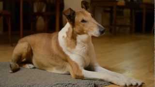 Smooth collies evening at home [upl. by Bidle]