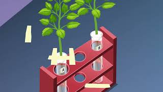 Phototropism  Geotropism amp plant defense mechanism DETAILED grade 12 life sciences ThunderEDUC [upl. by Aryamoy]