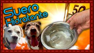 ¡Descubre el Mejor Suero Hidratante para Perros en Casa [upl. by Hadeehuat]