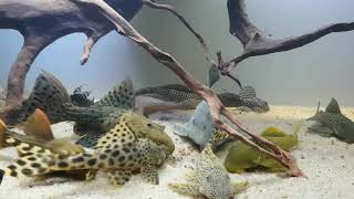 My pleco collection  400L tank [upl. by Ecinue]