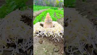 Little rabbit eating bean sprouts Cute pet debut plan Rabbit Rural cute pet [upl. by Robbins]