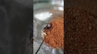 Feeding The Deadly Sydney Funnelweb Spider 4 Atrax Robustus [upl. by Enelehcim364]