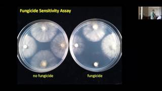 Botrytis Resistance [upl. by Oidacra]