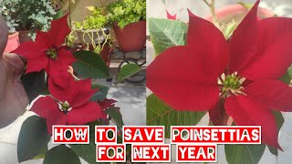 How to save poinsettia plant for next yearHow to get red leaves of poinsettiassummer care propagat [upl. by Quintessa]