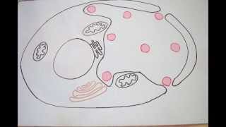 Life Cycle of Chlamydia Trachomatis [upl. by Latta774]