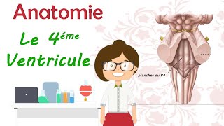 Anatomie  le 4 éme ventricule  cours de 2 eme année médecine [upl. by Gaspar427]