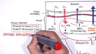 Respiration Gas Exchange [upl. by Gretel196]