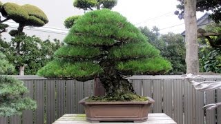 Kimuras Bonsai garden [upl. by Noel]