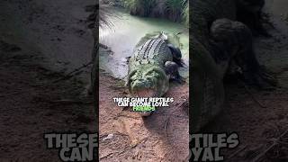 Worlds Largest Pet Crocodiles at 80 Years Old [upl. by Yeldar]