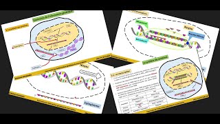 8Expression de linformation génétique La transcription 2BAC PCSVT1BAC SM [upl. by Azila400]