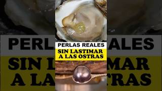 quotEL PROCESO DE EXTRACCIÓN DE PERLAS Técnica y Respeto a la Vida Marina 🐚🔧 Perlas ElArcaDelSaber [upl. by Ayisan479]