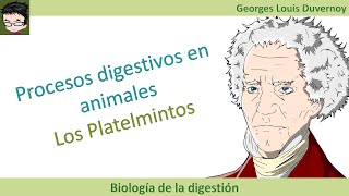 Digestión en los platelmintos tubelarios tremátodos y céstodos [upl. by Aylmer145]