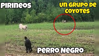 Gran Pirineo y su amigo se encuentran con un Grupo de Coyotes [upl. by Betteanne65]