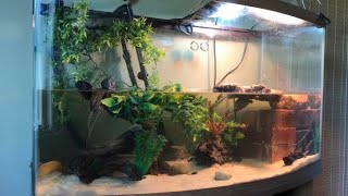 40 Gallon BowFront Turtle Tank Setup [upl. by Elesig]