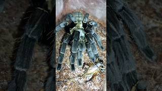 Chinese giant black earth tiger tarantula Cyriopagopus hainanus feeding cricket [upl. by Ema]