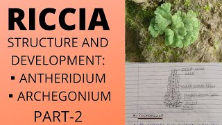 RICCIASTRUCTURE OF ANTHERIDIUM AND ARCHEGONIUMFERTILIZATIONReproductionbotany bsc [upl. by Bruckner513]