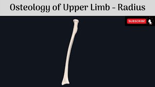 Osteology of Upper Limb  Radius  Parts  Features  Attachments Anatomy mbbs education [upl. by Madai]