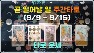 타로 운세  곧 일어날 일  주간 타로 99 915 [upl. by Eivad]