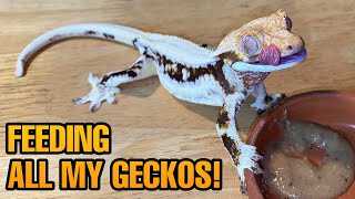 FEEDING MY PET GECKOS Tokays Cresties leaf tails and more [upl. by Esirehs]