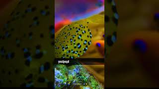 Facts About  Box Fish  Yellow Boxfish 🐟 shorts fishfacts [upl. by Lebasiairam327]