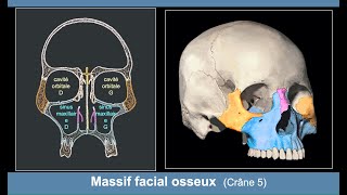 Anatomie du massif facial osseux Ostéologie du crâne 5 [upl. by Affra]