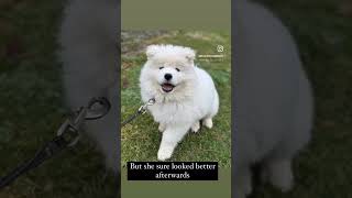 Samoyed puppy takes a muchneeded bath [upl. by Yeung511]