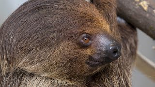 Meet Josie The TwoToed Sloth [upl. by Denyse]