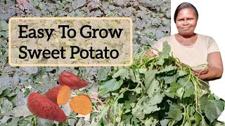 How to plant the Orange Fleshed Sweet Potato sourcing planting tips [upl. by Hagen557]