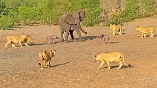 Mother Elephant Gives Up on a Twin to Save the Other from Lions [upl. by Amalee557]