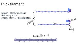 Actin and Myosin 24 [upl. by Nell494]