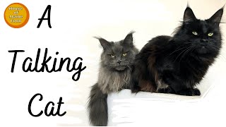 A Talking Cat Maine Coon Cats [upl. by Kara]