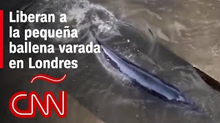 Así liberaron a la pequeña ballena varada en el río Támesis en Londres [upl. by Kort]