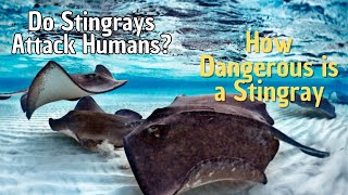 How Dangerous is a Stingray  Do Stingrays Attack Humans [upl. by Aloin671]