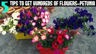 How to Keep your Petunias Looking Full and Flowering PETUNIA CARE [upl. by Edith]