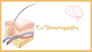 La thermorégulation Thermogenèse et thermolysePhysiologie [upl. by Ilise]